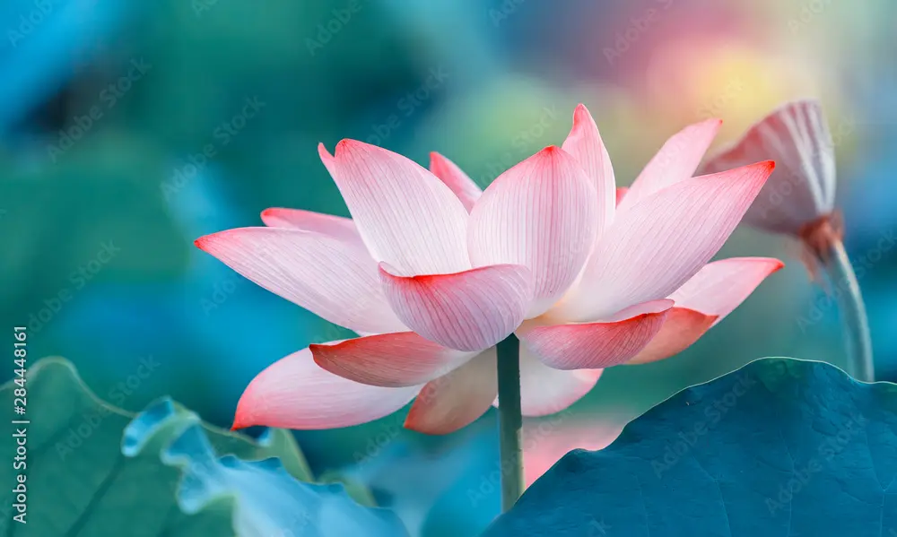 lotus_1